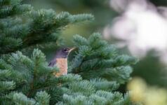 Forest wildlife