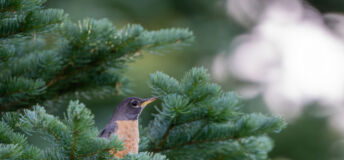 Forest wildlife