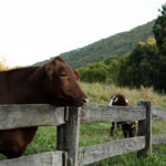 Close-up of a Young bull on an eco farm, Queensland, Australia