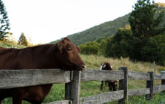 Close-up of a Young bull on an eco farm, Queensland, Australia