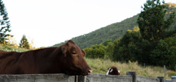 Close-up of a Young bull on an eco farm, Queensland, Australia