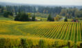 US vineyard