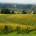 US vineyard