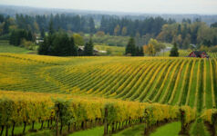 Homestead holds first close on $350m debut private credit vehicle US vineyard
