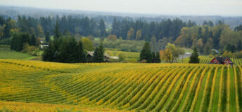 US vineyard