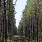 Campbell Global rebrands as JPMorgan Natural Capital