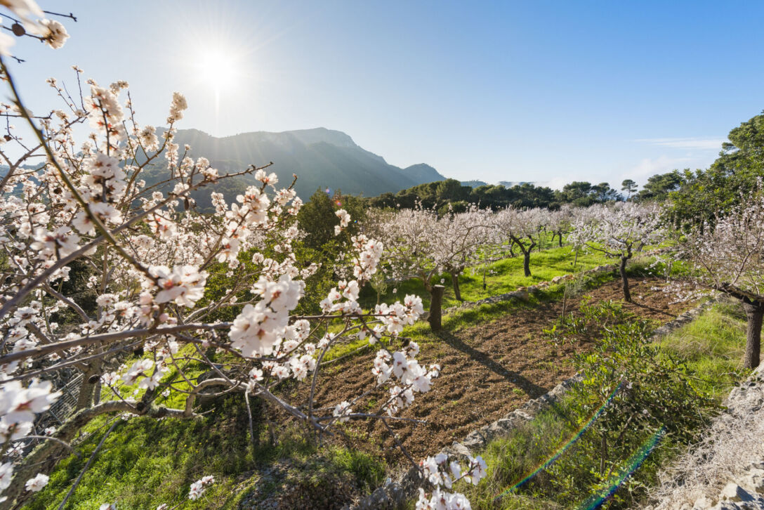 Tree_Farmland Image of a flowering almond tree.
