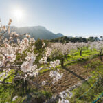 Farmland LP raises $126m for Fund III Image of a flowering almond tree.