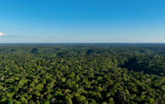 JPMorgan launches $200m Paraguay forestry platform