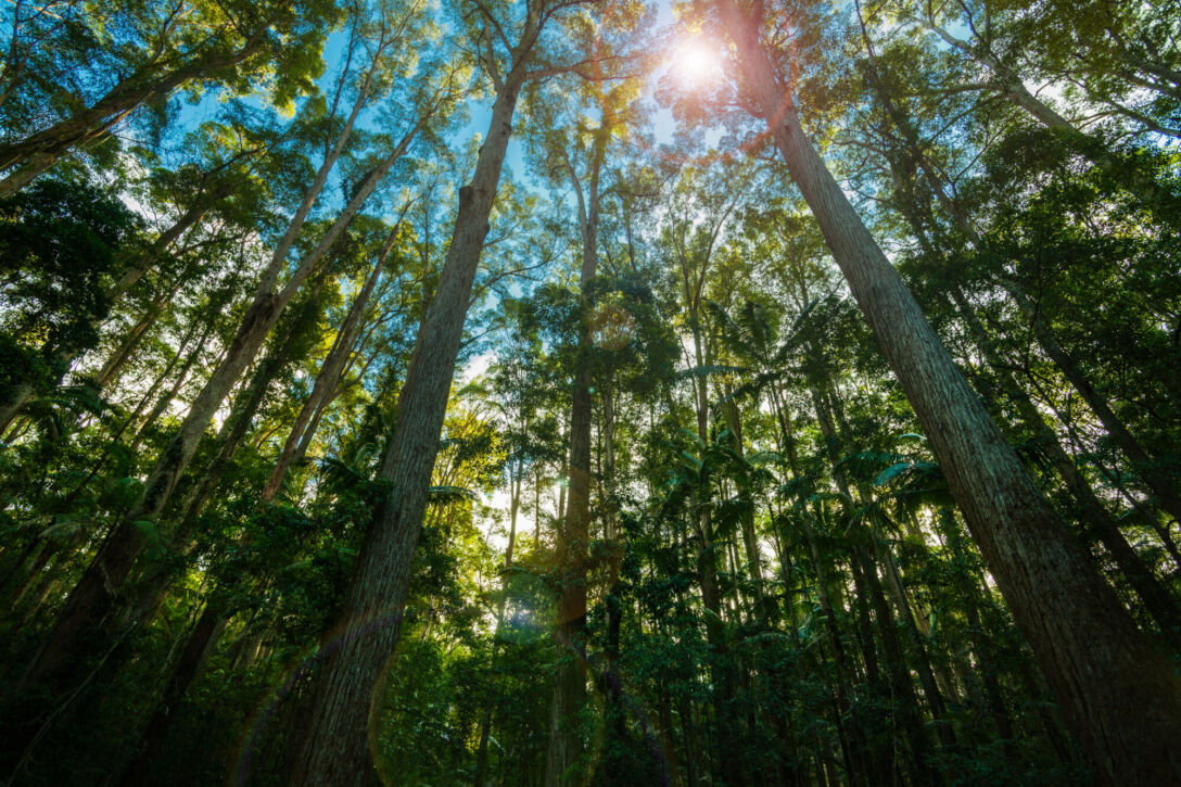 Pine tree forest