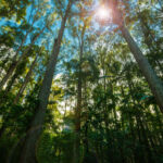 Pine tree forest