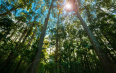 Pine tree forest