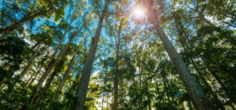 Pine tree forest