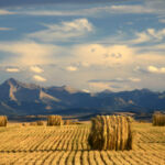 Mondelez Canada backs Area One Farms Fund V Canada farm