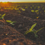 European Investment Fund commits โฌ30m to Nordic Foodtech VC Soil