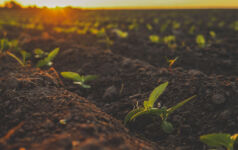 Soil