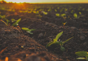 European Investment Fund commits โฌ30m to Nordic Foodtech VC Soil