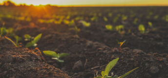 Soil