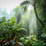 Tropical forest