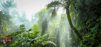 Tropical forest