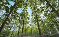 New Forests open to public market opportunities as strategy evolves A serene view down a meticulously managed teak forest (Tectona grandis) in Banyubiru, Ngawi, East Java. Captured during the rainy season, the scene is a vibrant tapestry of lush green foliage, with the towering trees forming a perfect canopy overhead. The straight, converging rows create a strong sense of perspective and calm order, ideal for representing sustainable forestry, tropical agriculture, and the tranquil beauty of nature. This image is perfect for eco-tourism campaigns, environmental websites, and corporate social responsibility (CSR) reports.