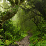 Tropical forest