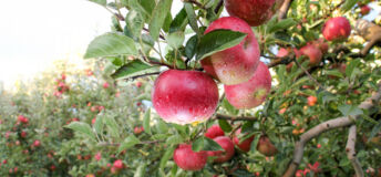 Red apples