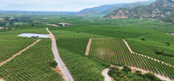 Regenerative agriculture: Astarte Capital Partners on securing the future of farmland farmland