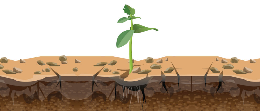 T9_02_Plant-growing An illustration of one small plant struggling to grow out of dry ground