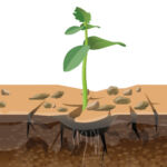 An illustration of one small plant struggling to grow out of dry ground