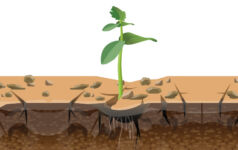 An illustration of one small plant struggling to grow out of dry ground