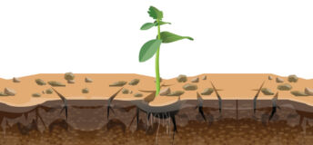 Learning to live with drought An illustration of one small plant struggling to grow out of dry ground