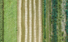An aerial photo of a field