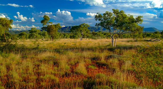 Preview for Field Notes: Australia’s biodiversity market could have 10 projects by year-end;