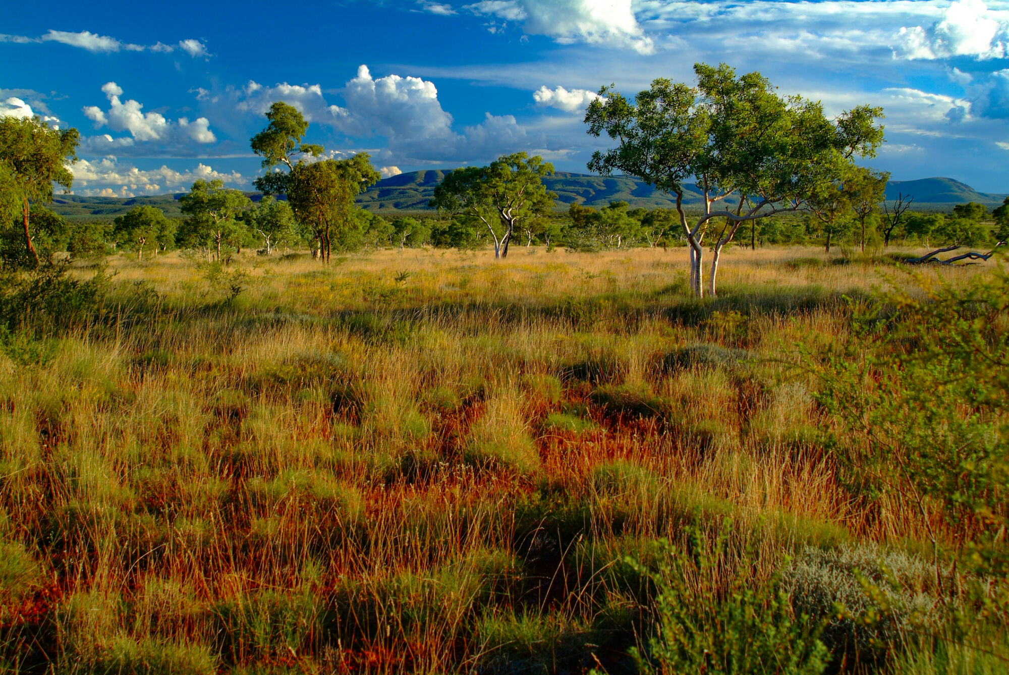 Australia’s biodiversity market could see 10 projects by year-end, proponent says