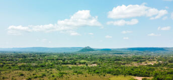 Paraguay forestry