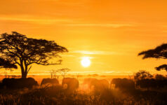 Maasai Mara, Kenya